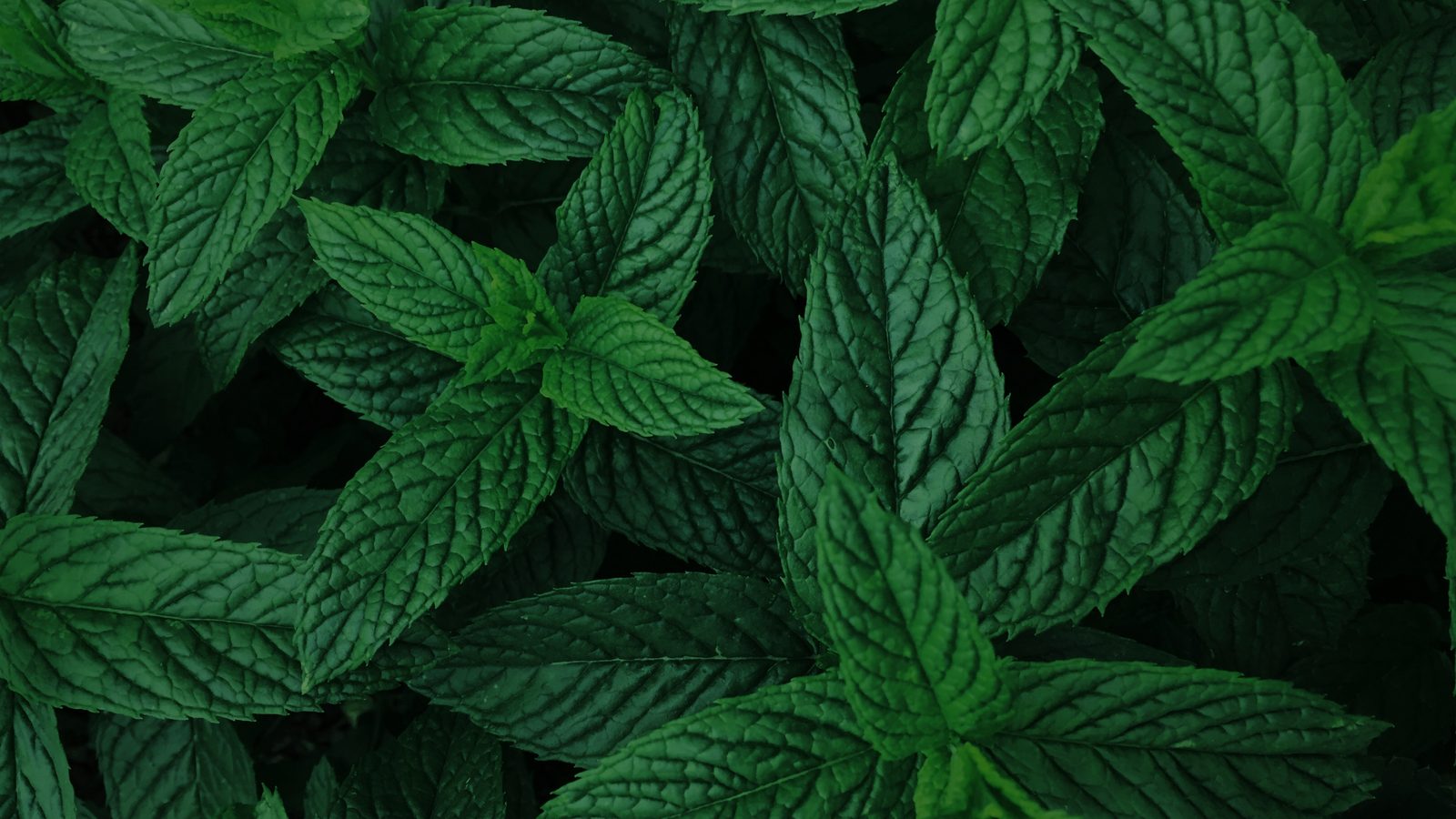 CK Peppermint nicotine pouches